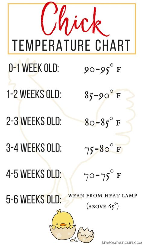 Chick Temperature Chart - Raising Chicks For Beginners - Week By Week Temperature Chart Chicks For Beginners, Raising Turkeys, Urban Chicken Farming, Baby Chicks Raising, Temperature Chart, Raising Chicks, Urban Chickens, Backyard Chicken Farming, Chicken Ideas