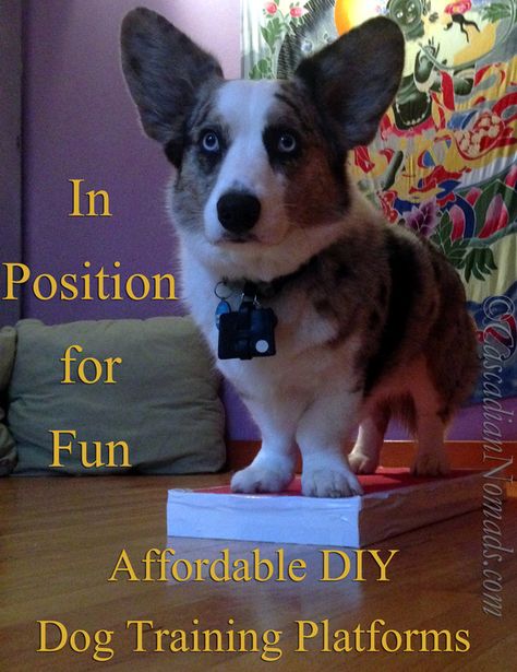 Dog Training Platform Diy, Dog Training Platform, Diy Dog Training, Dog Training Tools, Dog Training Equipment, Pet Diy, House Training Puppies, Dog Training Books, Agility Training For Dogs