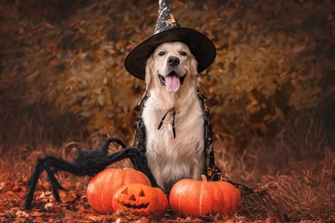 Dog Halloween Party, Halloween Photography, Dog Birthday Party, Halloween Dog, Halloween Parties, Dog Halloween, Dog Birthday, Halloween Party, Birthday Party