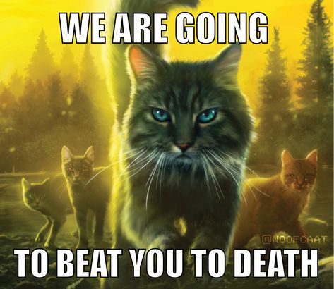 Scrungly Cats, Warriors Fanart, Warriors Memes, Shock Therapy, Silly Cars, Warrior Cats Funny, Warrior Cat Memes, Silly Kitties, Warrior Cats Books