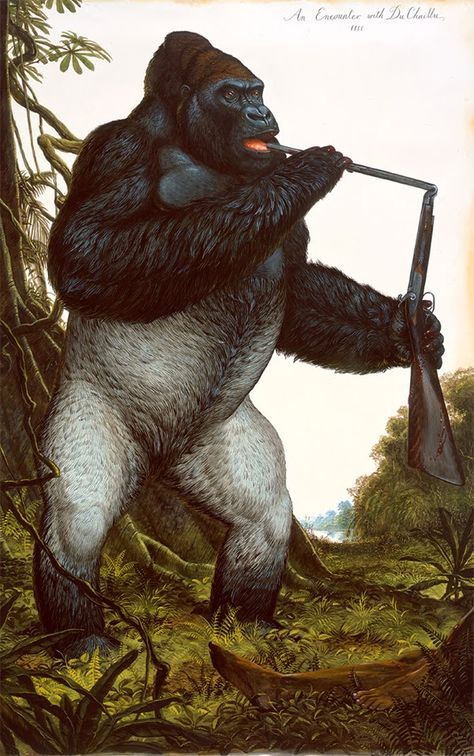 Silver-Back Gorilla by Walton Ford Walton Ford, Monkey Art, Digital Museum, Wildlife Paintings, Scientific Illustration, Wildlife Nature, Primates, King Kong, Wildlife Art