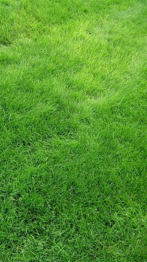 Free download the Texture Grass Field Green wallpaper ,beaty your iphone . #tree #simple #field #bright #grass #texture #fresh #Wallpaper #Background #iphone Pixar Background, Grass Texture, Green Grass Background, Grass Background, Grass Wallpaper, Green Iphone, Green Things, Iphone 6 Wallpaper, Grasses Garden