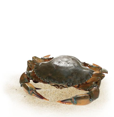 Mud Crab Fattening is the process of stocking juvenile crabs (10 g to 250 g) and allowing them to moult and grow. Astro aquaculture is providing 100% organic fattening mud crabs for exports. Mud Crab, The Process, Crab, 10 Things, Quick Saves