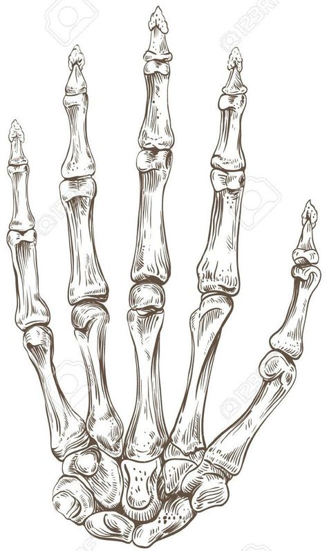 Skeletal Hand, Skeleton Anatomy, Skeleton Drawings, Skeleton Hand Tattoo, Human Anatomy Art, Anatomy Sketches, Arte Sketchbook, Skeletal, Tattoo Design Drawings