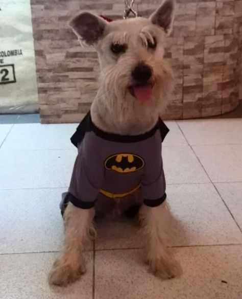 Mi perro batman Batman, Dogs, Animals