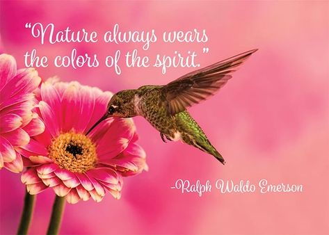 I always loved those little creatures hummingbird. Hummingbird Spiritual Meaning, Hummingbird Quotes, Native American Prayers, Tooth Fairy Letter, Bird Quotes, Little Creatures, Happy Song, Earth Angel, Tooth Fairy