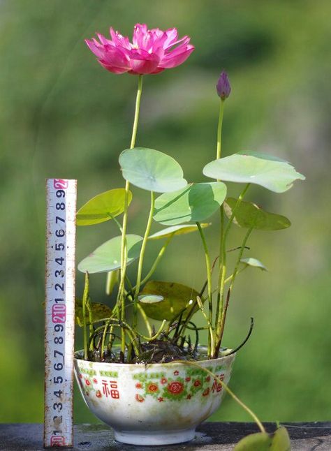 Japanese Water Gardens, Herbal Tea Garden, Lotus Wallpaper, Container Water Gardens, Growing Mint, Patio Pond, Lotus Garden, Lotus Flower Pictures, Lotus Plant