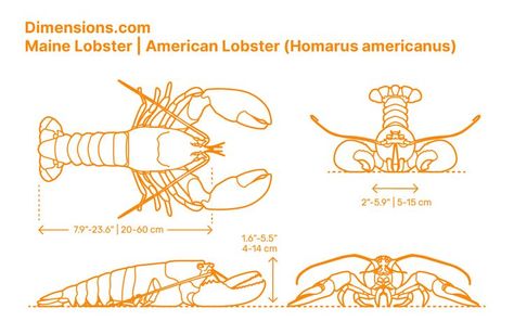 As a true crab, the American Lobster (Homarus americanus) holds two records: for being the heaviest of all live arthropods and also the longest decapod crustacean. Other communities call it the Main Lobster, Atlantic Lobster, Canadian Reds, True Lobster, Northern Lobster, and Canadian Lobster. Downloads online #crustaceans #invertebrates #animals Lobster Anatomy, Invertebrates Animals, Coral Reef Art, Wolf Poses, Ocean Drawing, Blueprint Drawing, Animals Information, Shark Pattern, Animal Anatomy