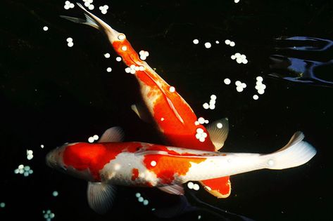 two kohaku Red Koi Fish, Koi Wallpaper, Koi Fish For Sale, Fish Aesthetic, Fish Information, Fish Varieties, Japanese Fish, Carpe Koi, Baby Fish