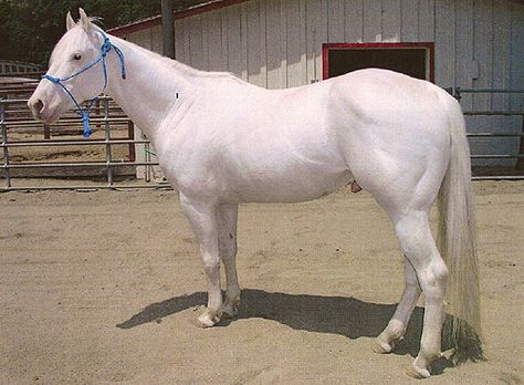 Camarillo White Horse's history started in early 20th century when white stallion Sultan was born. Later it was bought by Adolfo Camarillo who bred it with Morgan mares and Sultan passed on its color. They were popular as, for example, parade horses. The breed association (CHWA) was founded in 1992 when there were only few white horses of Camarillo ancestry left. CWHA is not a color registry, its motto is "Breed for conformation and pray for a white foal". CWH's carry W4 allele. Albino Horse, Rare Horse Breeds, All Horse Breeds, Classic Equine, Rare Horses, Morgan Horse, Grey Horse, Pink Skin, Horse World