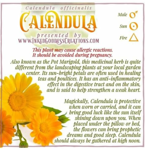 Healing Teas, Calendula Flowers, Magickal Herbs, Wood Nymphs, Witch Garden, Mount Olympus, Calendula Oil, Magic Herbs, Eclectic Witch