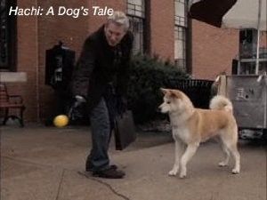 Parker teaching Hatchi to play ball Hachiko A Dog's Story, Hachi A Dogs Tale, A Dog's Tale, Japanese Akita, Game Of Thrones Funny, Shiba Inu Puppy, Akita Dog, Dog Stories, Richard Gere