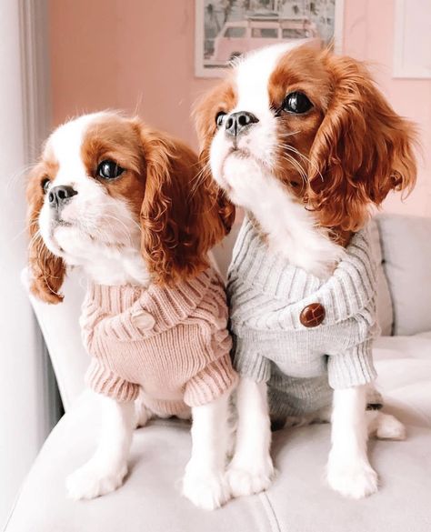 Cavalier Dog, King Charles Puppy, Cavalier Puppy, Cavalier King Charles Dog, Cavalier Spaniel, King Charles Dog, Cute Ferrets, King Charles Cavalier Spaniel Puppy, Cute Dog Pictures