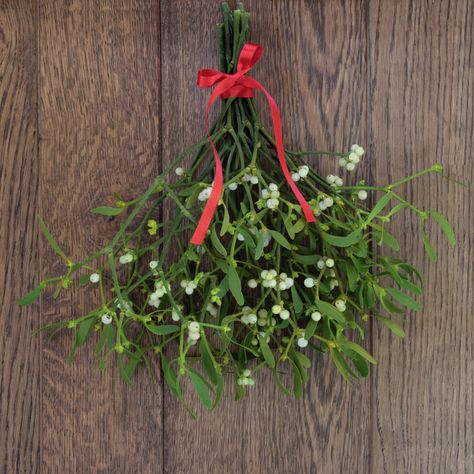 Polish Christmas Traditions, Mistletoe Plant, Polish Christmas, Christmas Plants, Under The Mistletoe, Christmas Aesthetic, Red Berries, Christmas Pictures, Christmas Wishes