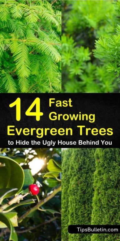 Learn what the best fast-growing evergreen trees are with our tips and tricks. Use them as privacy fences, screens, and shades to shield certain areas of your house. #trees #evergreen #fastgrowing Fast Growing Pine Trees, Types Of Evergreen Trees, Evergreen Trees For Privacy, Natural Privacy Fences, Fast Growing Privacy Shrubs, Trees For Privacy, Evergreens For Shade, Green Giant Arborvitae, Evergreen Landscape