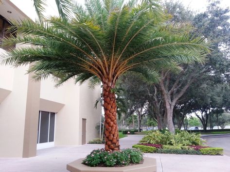 Sylvester Palm, Cold Hardy Palm Trees, Florida Trees, Trees Landscaping, Popular House Plants, Palm Trees Landscaping, Arborvitae Tree, Australian Trees, Myrtle Tree