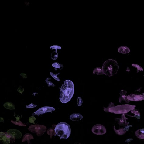 Jellyfish Gif, Projection Mapping, Video Projection, Jellyfish, Gif, Quick Saves