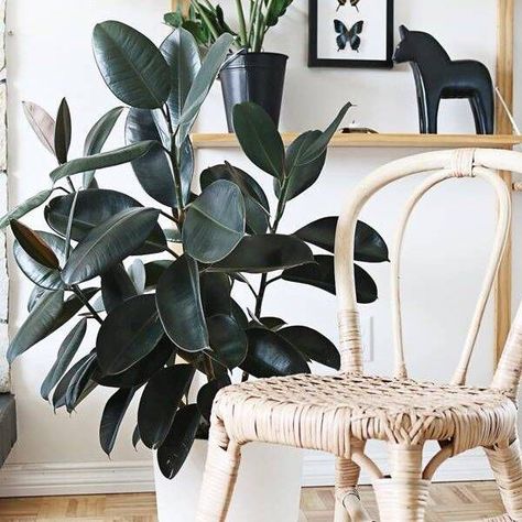 Whether you're an urban dweller with limited natural light or seeking green companions to liven up your office cubicle, you've come to the right place! We've handpicked a selection of the best plants that survive and thrive in low-light conditions; there’s no more need to worry about your plant friends withering away from lack of sunlight! Low Light Plants Indoor Cat Safe, Indoor Plants That Don’t Need Sunlight, Heart Leaf Philodendron, Low Light Indoor Plants, Cast Iron Plant, Chinese Evergreen, Iron Plant, Garden Planner, Best Indoor Plants