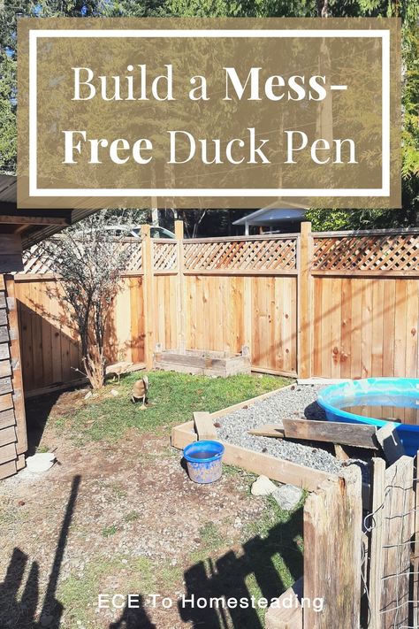 Ducks are known for making any dirt area into a mud pit. But did you know that it doesnt have to be like that? You can have a mess-free duck pen? There are several things that can be done to prevent the muddy mess of your duck pen. Check out this post to see how you can build a mess-free duck pen. Duck Coop Watering System, Small Duck Enclosure, Duck Incloser, Diy Duck Toys For Ducks, Duck Pin Ideas, Mud Free Duck Pen, Duck Pens Ideas, Duck Coop Ideas Diy Easy, Diy Duck Pen Ideas