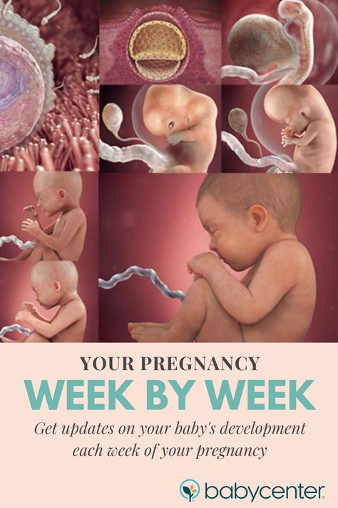 Fetal Development Week By Week, Stages Of Fetal Development, Baby Week By Week, Baby Development In Womb, Pregnancy Development, Baby Development Chart, Stages Of Baby Development, Baby In The Womb, Pregnancy Chart