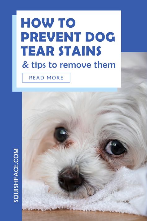 Dog Tear Stains Remedies, Remove Tear Stains From Dogs Eyes, Diy Dog Tear Stain Wipes, How To Clean Tear Stains On White Dogs, Dog Tear Stain Remover Diy, Tear Stain Removal Dogs Diy, Tear Stains On White Dogs, Tear Stain Removal Dogs, English Bulldog Care