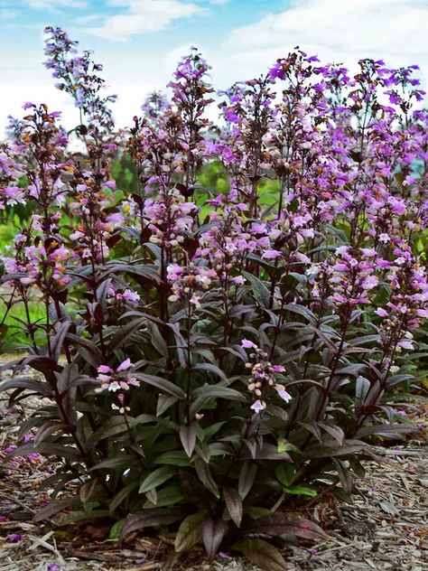 Penstemon / Beardtongue | Bluestone Perennials Shade Tolerant Grass, Black Beard, Holding Flowers, How To Attract Hummingbirds, Backyard Birds, Seed Pods, Perennial Plants, Blooming Flowers, Types Of Plants