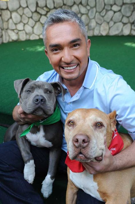 Best Dog Whisperer Tips from Cesar Millan Dog Whisperer Cesar Millan, American Staffy, Staffordshire Terriers, Pitt Bull, Staffordshire Bull Terriers, Cesar Millan, Dog Whisperer, Pitbull Mom, Dog Info