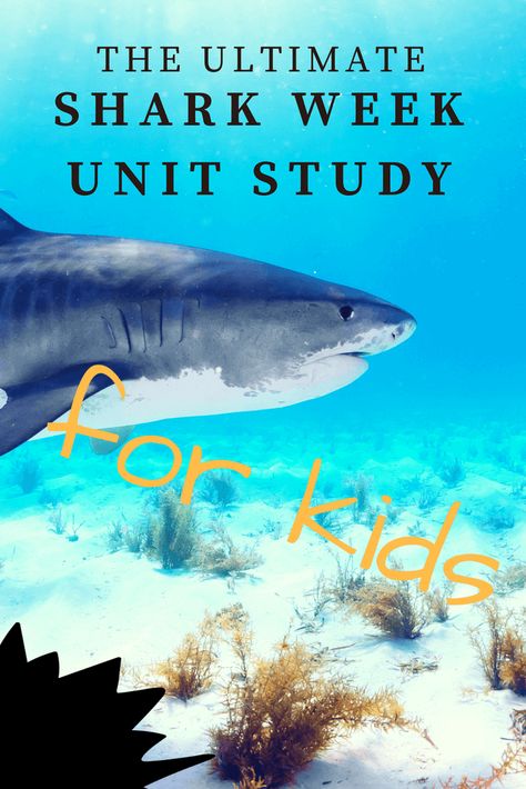 Sharks Activities Preschool, Shark Week Lesson Plans, Shark Week Ideas For Kids, Shark Homeschool, Preschool Shark Activities, Shark Science, Dinosaurs Kindergarten, Shark Activities, Science Unit Studies