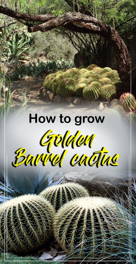 Southwest Landscaping, Cactus Farm, Golden Barrel Cactus, Freesia Flowers, Cactus Seeds, Cactus Care, Gardens Ideas, Barrel Cactus, Country Gardens