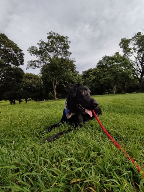 Mi perro en el parque Labrador, Coco, Vision Board, Collage, Dogs, Animals, Pins