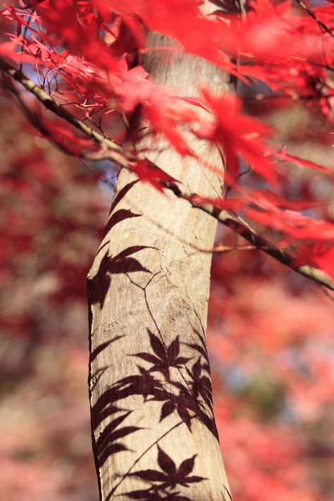 Japan Fireworks, Japan Nature, Japan Autumn, Fireworks Craft, Wedding Fireworks, Famous Castles, Red Fall, Red Leaves, Maple Tree