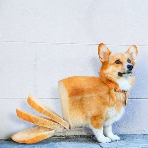 Photoshop Animals, Animal Bread, Photoshopped Animals, Animal Eating, Bread Sweet, Sliced Bread, Funny Animal Photos, Brain Rot, Cute Dog Pictures