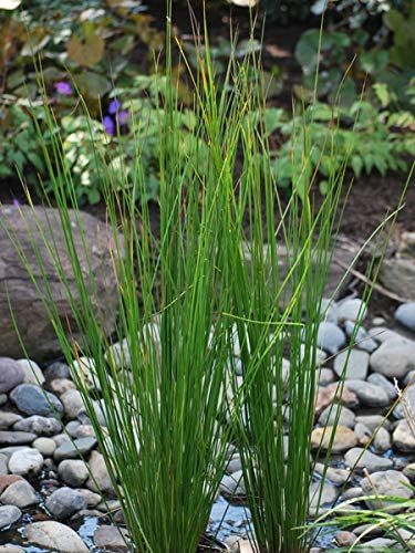 Amazon.com: Perennial Farm Marketplace Juncus effusus (Common Soft Rush) Ornamental Grass, 1 Quart, Rich Green Foliage : Everything Else Juncus Effusus, Back Porch Patio, Backyard Improvements, Foliage Garden, Bog Plants, Goldfish Pond, Yard Makeover, Ornamental Grass, Deer Resistant Plants