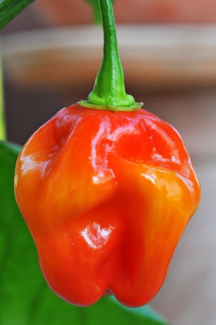 Red savina habanero | This is my first red savina habanero w… | Flickr Healthy Pepper Steak Recipe, Growing Hot Pepper, Chile Habanero, Chilli Seeds, Pepper Steak Recipe, Chilli Plant, Stuffed Peppers Healthy, Hot Pepper Seeds, Chilli Peppers