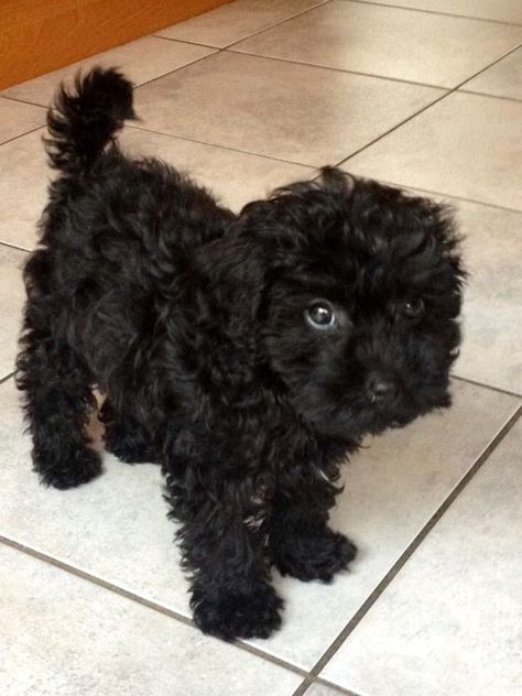 Black Maltipoo Haircut Styles, Black Maltipoo, Poodle Puppy Black, Small Black Dog, Black Poodle, Cute Small Dogs, Puppy Mom, Dog Mommy, Very Cute Puppies