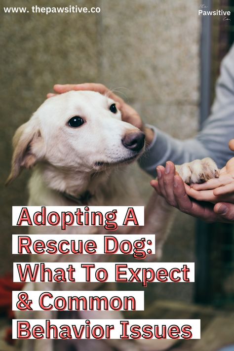 Around 3.3 million dogs enter shelters each year and, of those, around 1.6 million are adopted, according to the ASPCA. Adopting a rescue dogs is rewarding. It saves a life and opens spots at shelters for other adoptable dogs in need. Many rescue dogs have a smooth transition into family life, but some need a little extra help. Here are some rescue dog tips, including what to expect and possible behavior issues. // The Pawsitive Co. #dogs #rescuedogs #adoptingadog #rescuedogtips #dogadoption Puppy Mill Rescue Dogs, Shelter Dog Quotes, Shelter Dogs Adoption, Adoption Tips, Rescue Dogs For Adoption, Dog Bad, Adopted Dog, Mom Crafts, Animal Funnies