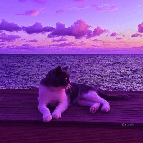 Purple Vibe, Dark Purple Aesthetic, Cute Cat Wallpaper, Purple Cat, Cat Aesthetic, Cute Animal Photos, Cat Wallpaper, Purple Wallpaper