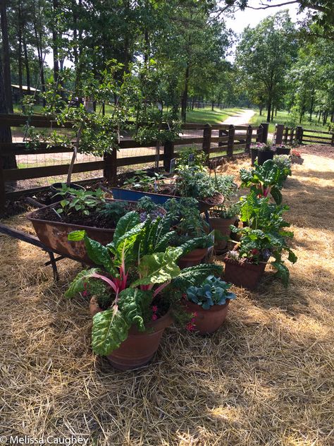 P. Allen Smith's Moss Mountain Farm Gardens - Tilly's Nest P Allen Smith Garden Home, Moss Mountain Farm, P Allen Smith, Cattle Panels, Mountain Farm, Side Garden, Gate House, Fig Tree, Farm Gardens