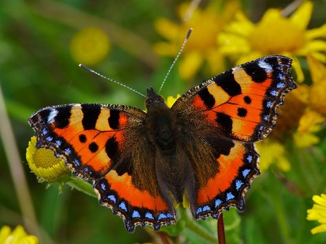 Small Tortoiseshell: Once a common sight in the gardens of England, but now sadly in drastic decline, due, I believe to a parasitic fly. Photographed here at my local patch, Long Eaton Gravel Pits. #tortoiseshell #butterfly Tortoise Shell Butterfly, Tortoiseshell Butterfly, Shell Butterfly, Long Eaton, Butterfly Drawing, Design Reference, Beautiful Butterflies, Tortoise Shell, Box Design