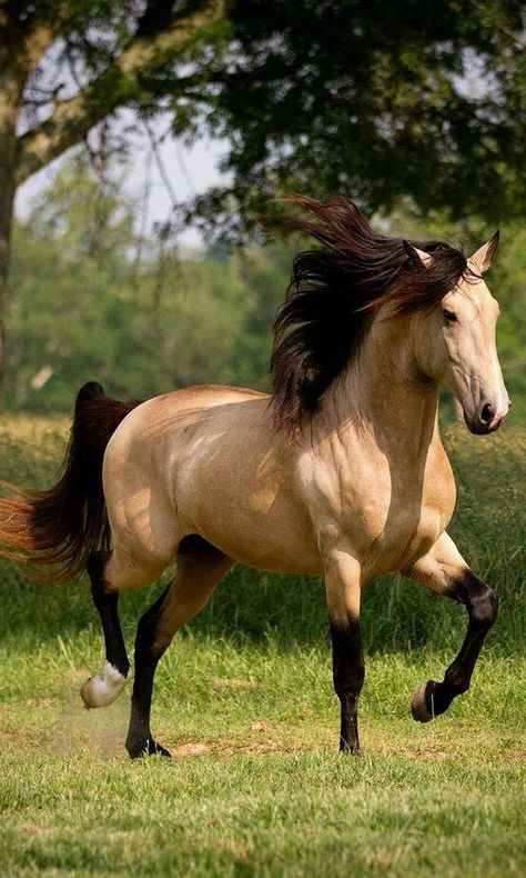 Buckskin #beautifulhorsebreeds حصان عربي, Buckskin Horse, Beautiful Horses Photography, Cai Sălbatici, Rasy Koni, Beautiful Horse Pictures, Horse Wallpaper, Most Beautiful Horses, Majestic Horse