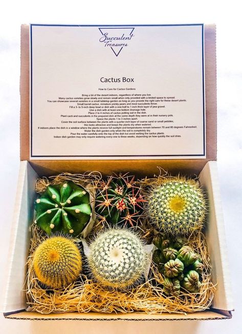 Cactus Photo, Barrel Cactus, Cactus Gifts, Treasure Gift, Plant Box, Succulent Gifts, Cactus Plant, Desert Plants, Cactus Garden