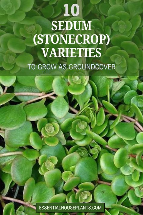 10 sedum (stonecrop) varieties to grow as groundcover, featuring a lush green sedum plant. Stonecrop Sedum Ground Cover, Full Sun Ground Cover, Ground Cover Ideas, Sedum Varieties, Sedum Ground Cover, Succulent Ground Cover, Sedum Stonecrop, Sedum Garden, Stonecrop Sedum