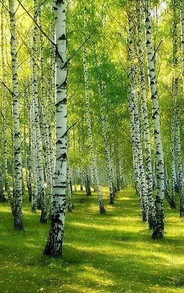 자작나무 그림, 숲 사진, White Birch Trees, Birch Tree Art, Aspen Trees, Birch Trees, White Birch, Tree Forest, Birch Tree