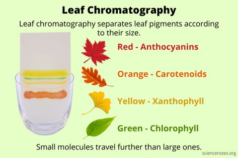 Leaf Chromatography Experiment - Easy Paper Chromatography Leaf Chromatography Experiment, Leaves Change Color Experiment, Chromatography Experiment, Leaf Structure Biology, Paper Chromatography, Gas Chromatography Mass Spectrometry, Cellular Respiration, Red Pigment, Cell Wall