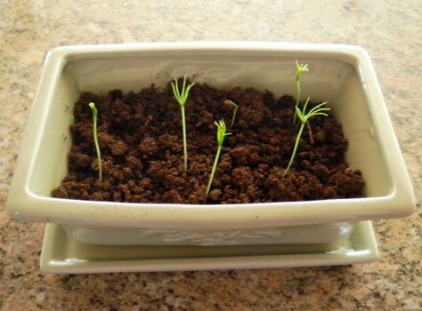 Growing a Bonsai From a Seed Bonsai From Seed, How To Grow Bonsai, Buy Bonsai Tree, Bonsai Tree Types, Bonsai Tree Care, Indoor Bonsai Tree, Bonsai Soil, Bonsai Seeds, Indoor Bonsai