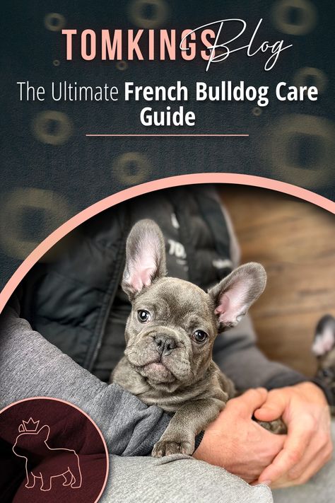 Dental Exam, Frenchie Bulldog, Lifelong Friends, Eyes Problems, French Bulldog Puppy, Skin Allergies, French Bulldog Puppies, Brings Joy, Dog Breeder