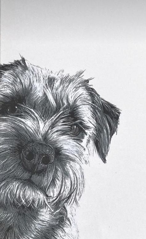 Border Terrier Painting, Border Terrier Art, Border Terrier Drawing, Dog Portrait Drawing, Pet Drawings, Border Terrier Puppy, Biro Drawing, Drawing Borders, Schnauzer Art