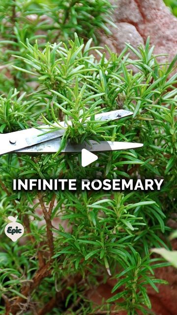 How To Grow Rosemary In A Pot, Grow Rosemary From Clippings, How To Grow Rosemary From Cuttings, How To Care For Rosemary Plants, Propagating Rosemary, Rosemary Plant Care, Rosemary Bush, Propagate Rosemary, Rosemary Plants