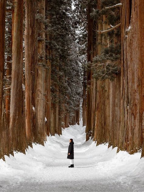 Views from Japan: A Meaningful Travel Guide — Ben Richards Nagano Snow Monkeys, Snow In Japan, Snow Monkeys, Onsen Japan, Winter In Japan, Japan Wedding, Japan Winter, Snow Trees, Japanese Shrine