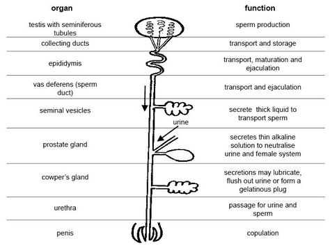 Female Reproductive System Notes, Human Reproductive System Notes, Female Reproductive System Functions, Anatomy Reproductive System, Human Ear Diagram, Diagram Of The Eye, Human Eye Diagram, Function Of Male Reproductive System, Structure Of Human Ear